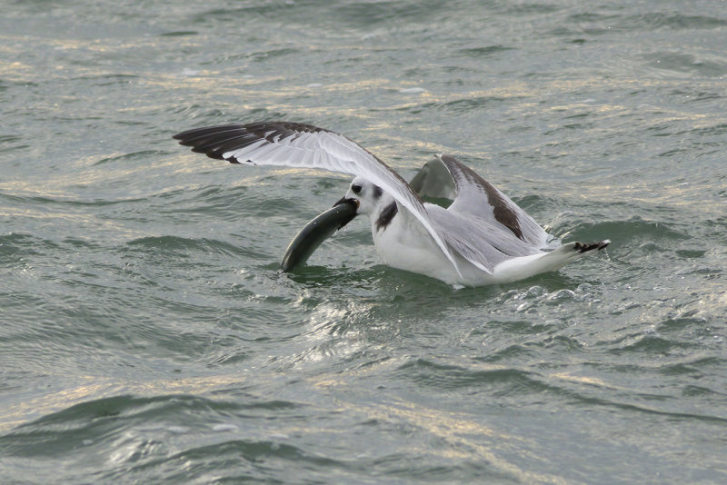 Drieteenmeeuw met vis / Black-legged Kittiwake with fish