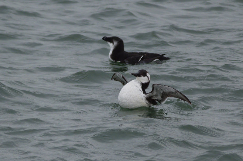 Zeekoet en Alk / Common Guillemot and Razorbill