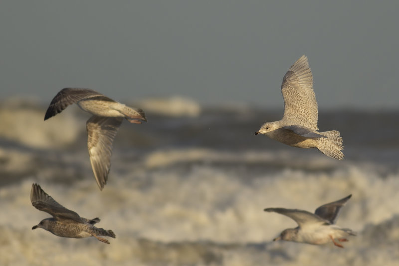 Kleine Burgemeester / Iceland Gull