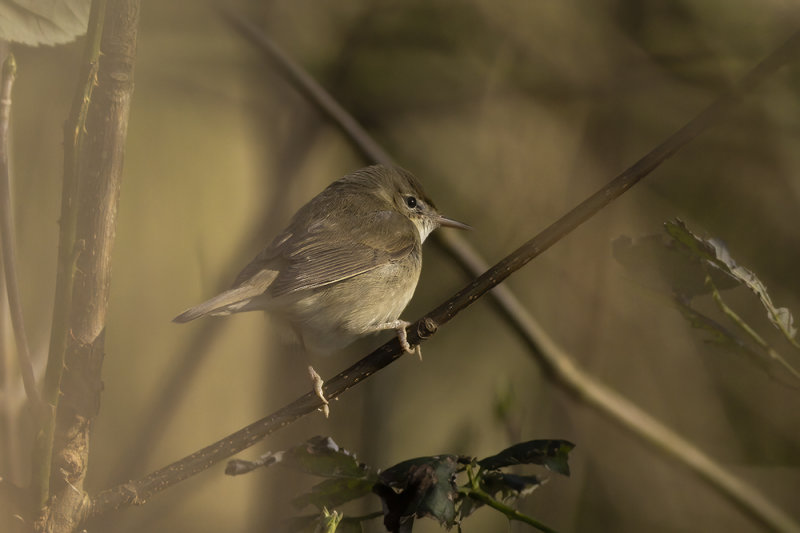 Struikrietzanger/ Blyth's Reed Warbler