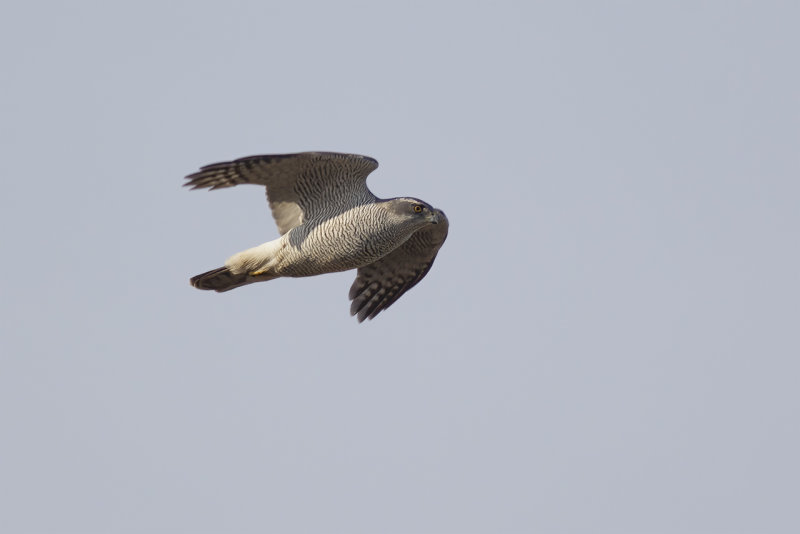 Havik / Northern Goshawk