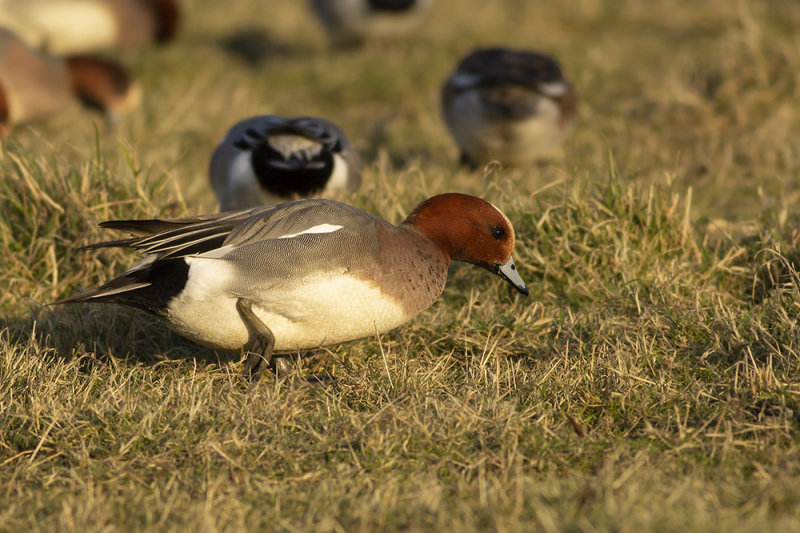 Smient / Eurasian Wigeon