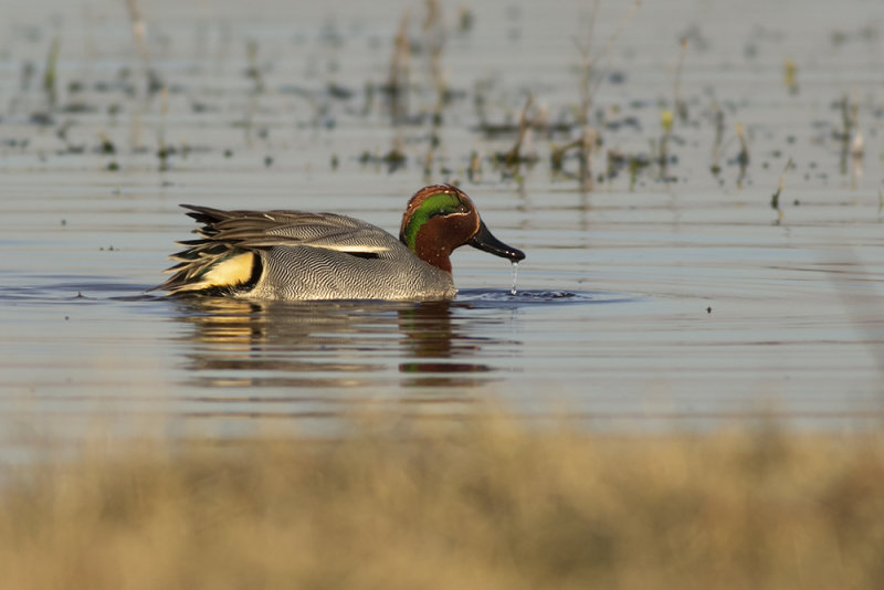 Wintertaling / Common Teal