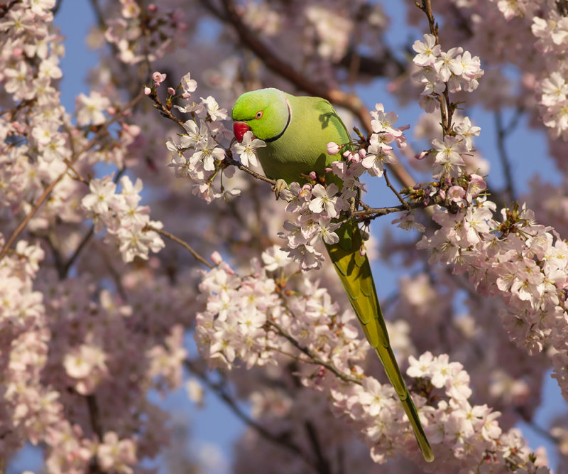 Halsbandparkiet / Ring-necked Parakeet