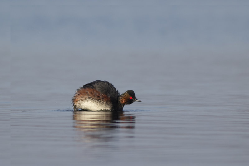 Geoorde Fuut / Black-necked Grebe