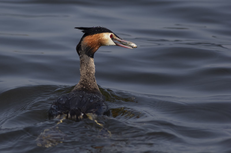 Fuut / Great Crested Grebe