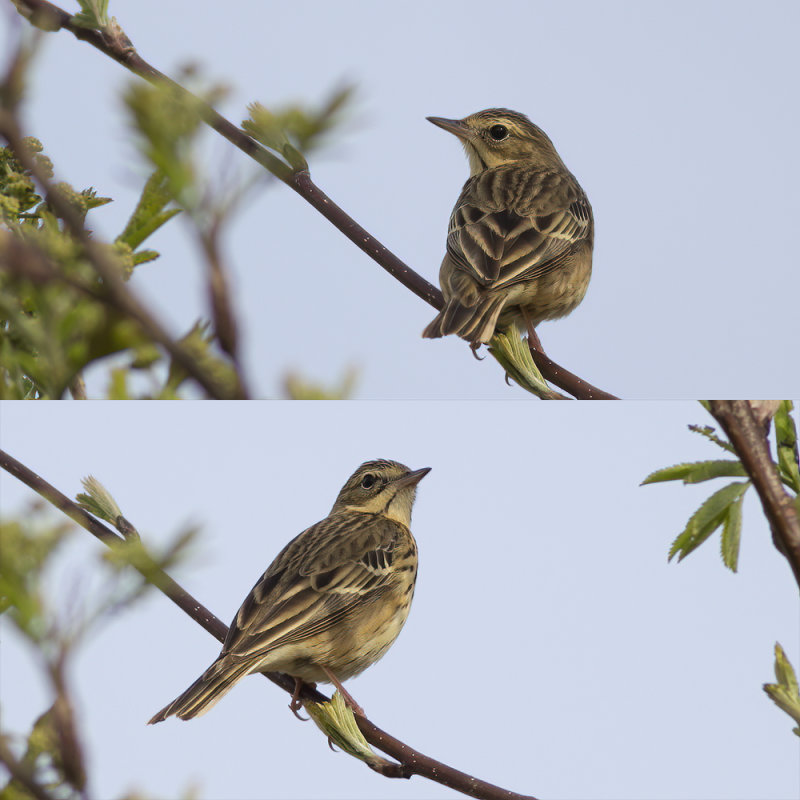 Boompieper / Tree Pipit
