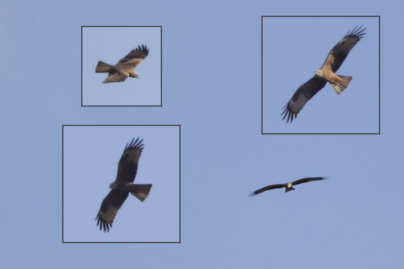 Zwarte Wouw / Black Kite