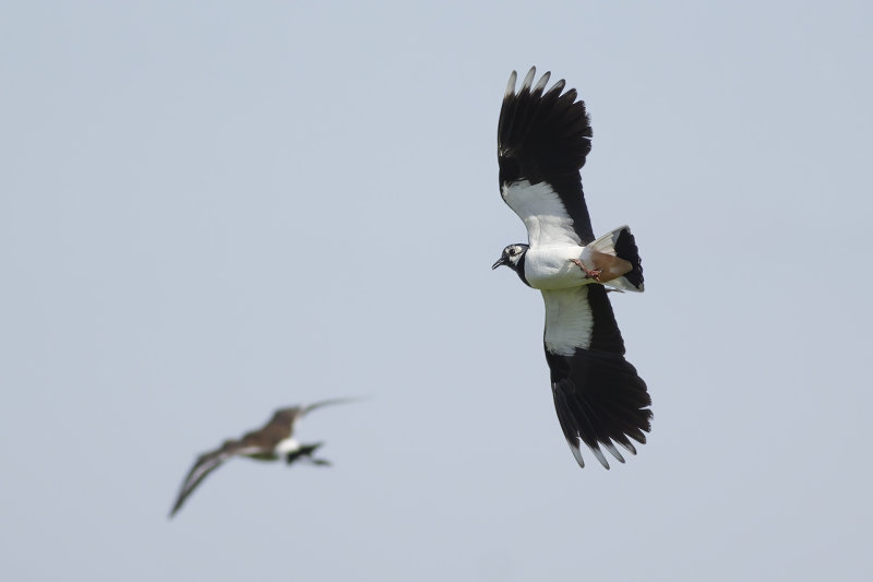 Kievit / Northern Lapwing