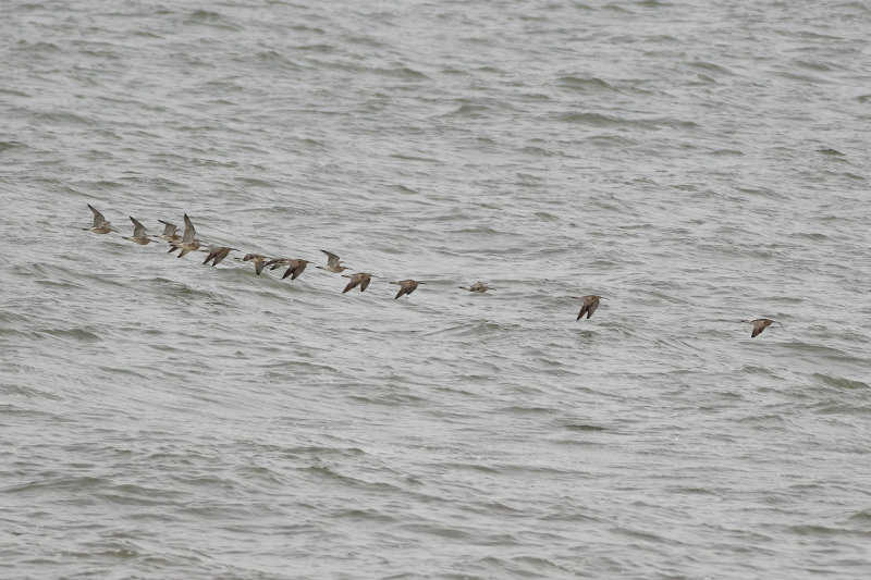 Regenwulpen / Eurasian Whimbrel