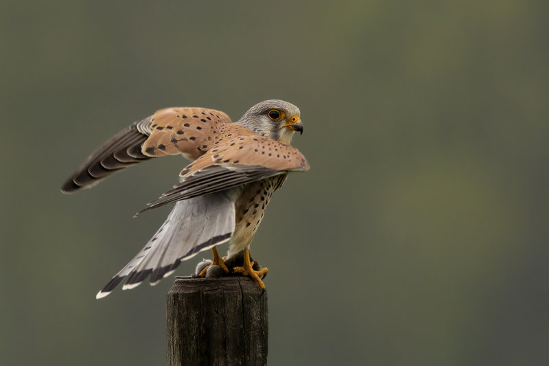 Torenvalk / Common Kestrel
