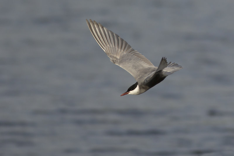 Witwangstern / Whiskered Tern