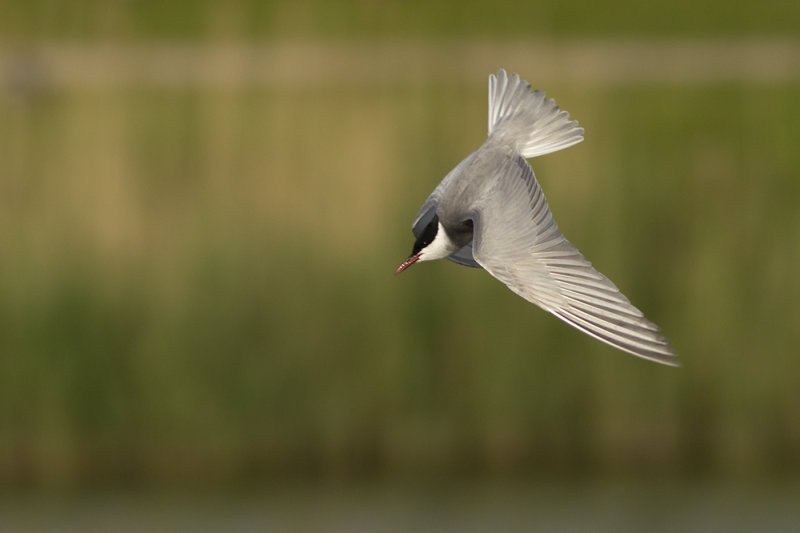 Witwangstern / Whiskered Tern