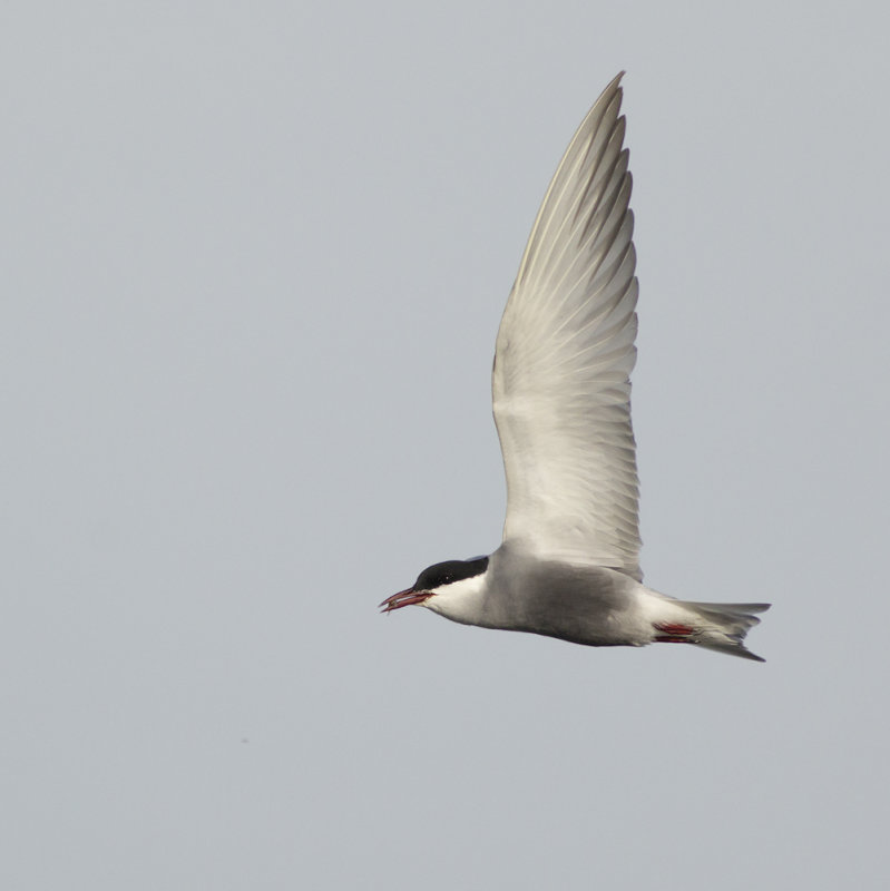 Witwangstern / Whiskered Tern