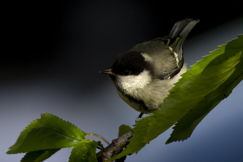 Koolmees / Great Tit