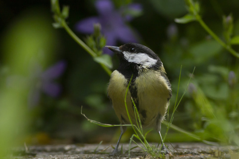 Koolmees / Great Tit