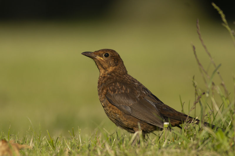 Merel / Blackbird