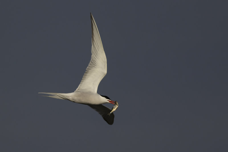 Visdief / Common Tern