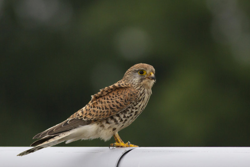 Torenvalk / Common Kestrel