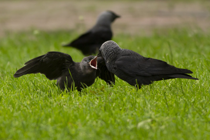 Kauwen / Western Jackdaws