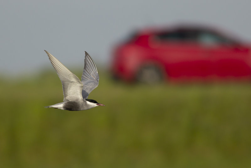 Witwangstern / Whiskered Tern