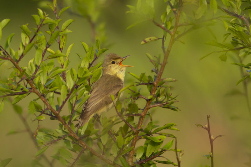 Orpheusspotvogel / Melodious Warbler