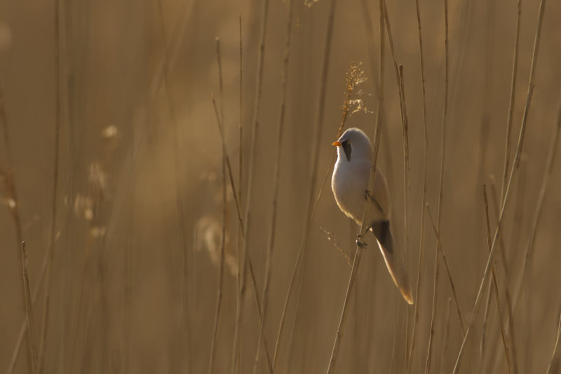 Baardmannetje / Bearded Tit