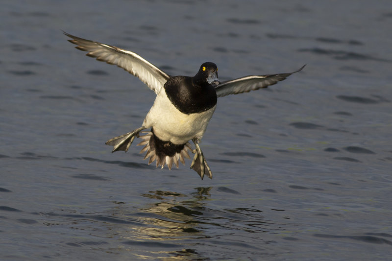Kuifeend / Tufted Duck