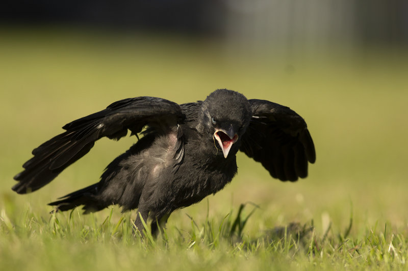 Kauw / Western Jackdaw
