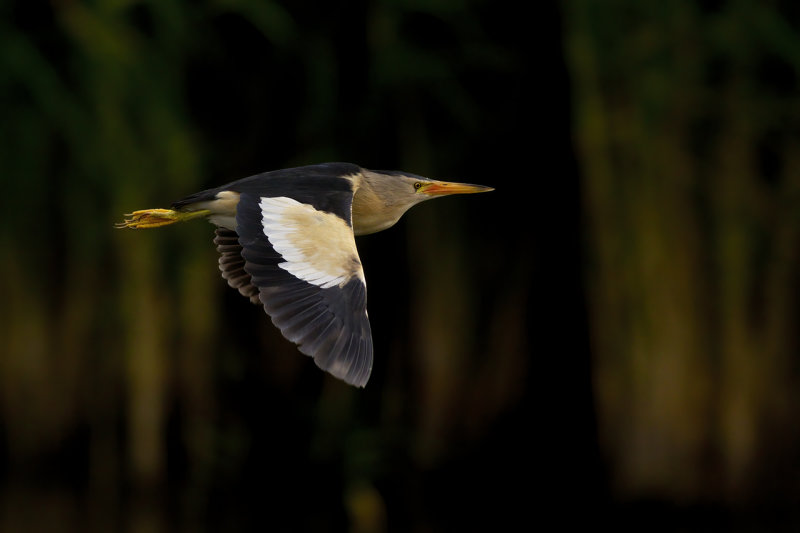 Woudaapje / Little Bittern