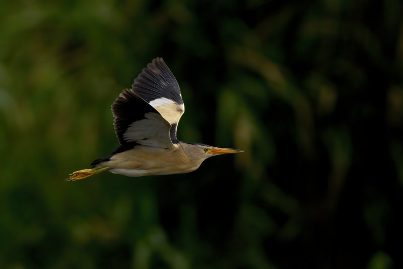 Woudaapje / Little Bittern