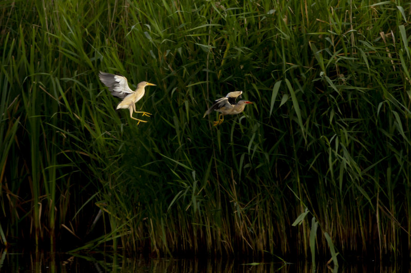 Woudaapjes / Little Bitterns