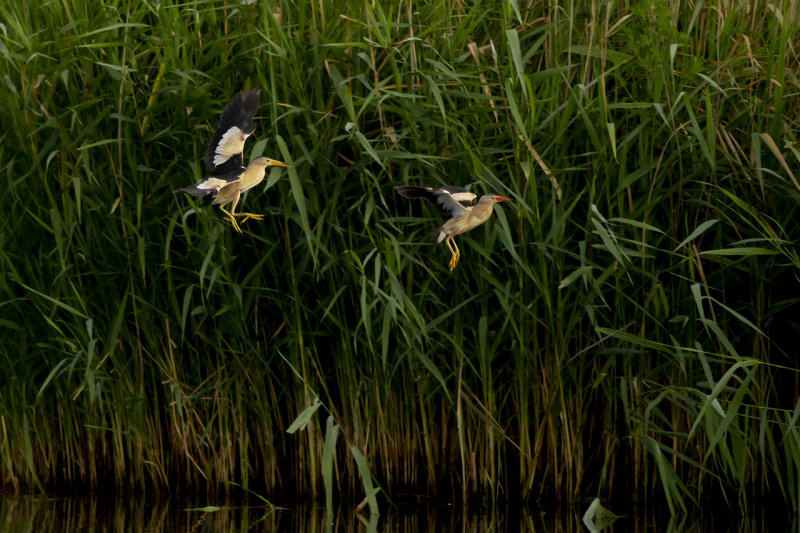 Woudaapjes / Little Bitterns