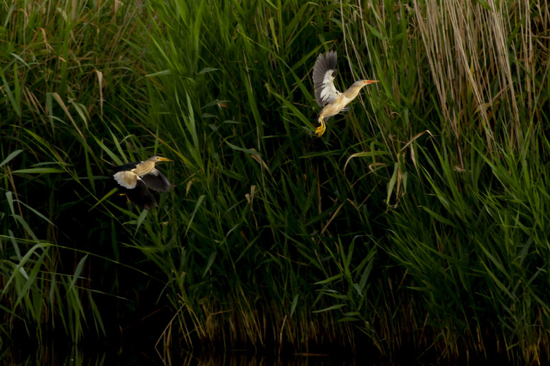 Woudaapjes / Little Bitterns