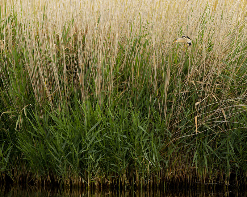 Little Bittern / Woudaapje