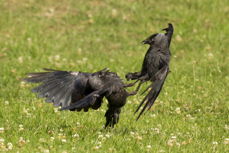 vechtende Kauwen / fighting Western Jackdaws