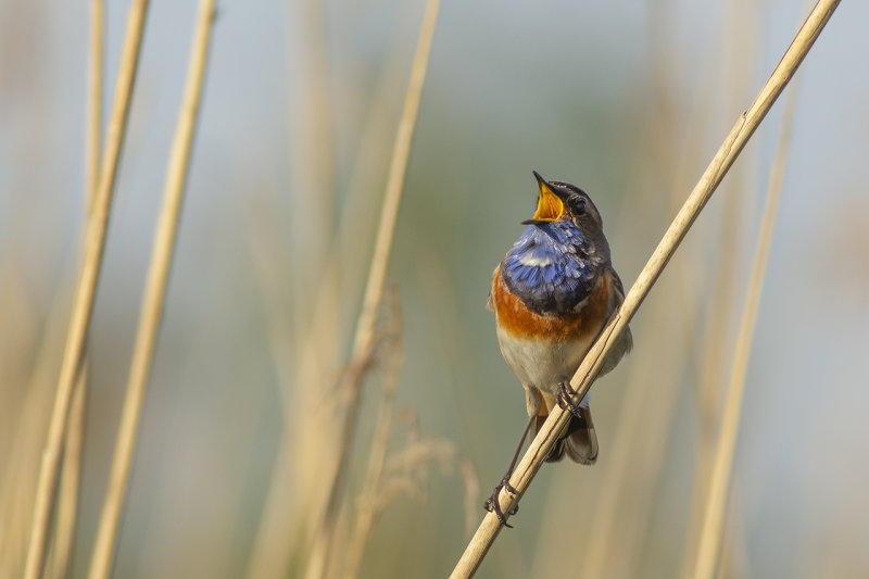 Blauwborst / Bluethroat