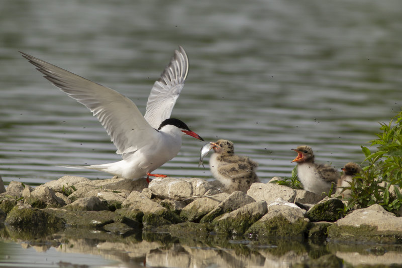 Visdief / Common Terns