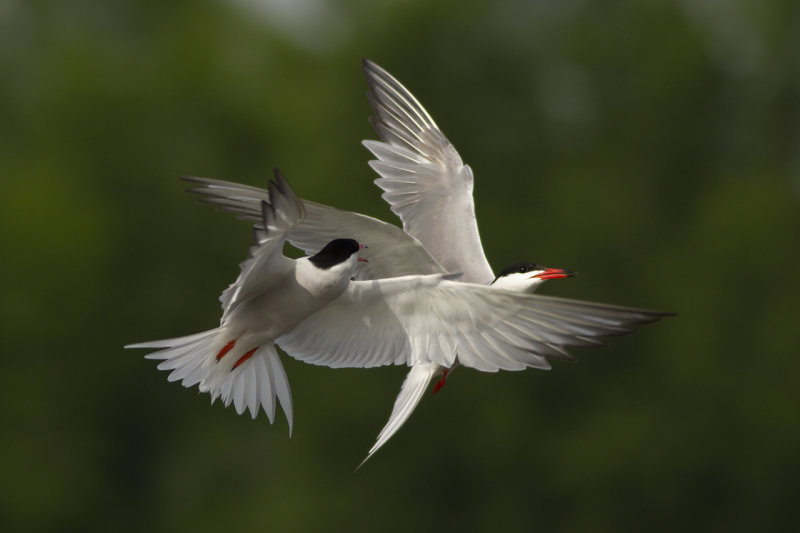 Visdieven / Common Terns