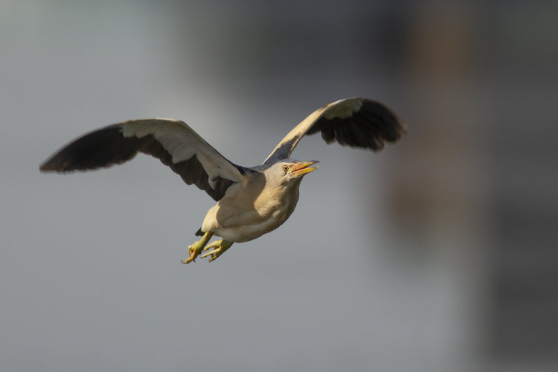 Little Bittern / Woudaapje 