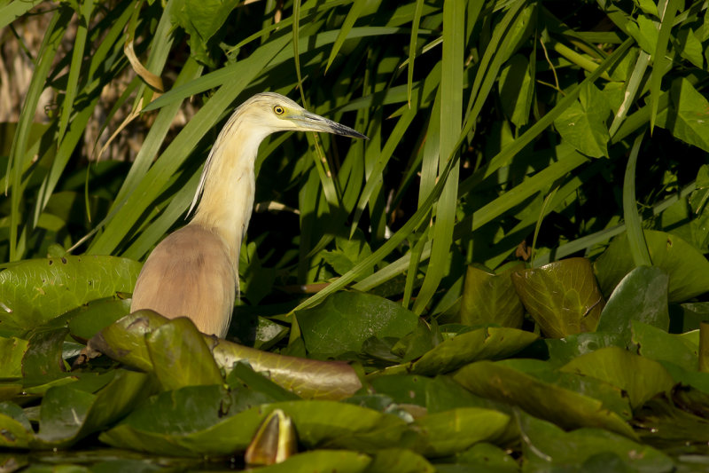 Ralreiger / Squacco Heron