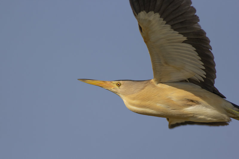 Woudaapje / Little Bittern