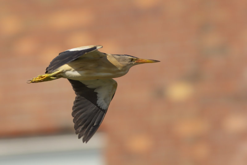 Woudaapje / Little Bittern