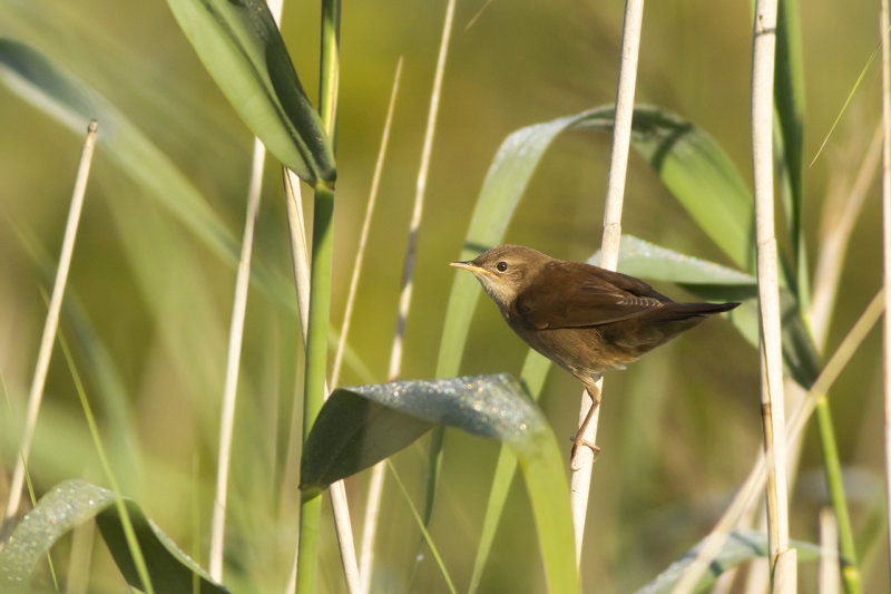 Snor / Savi's Warbler