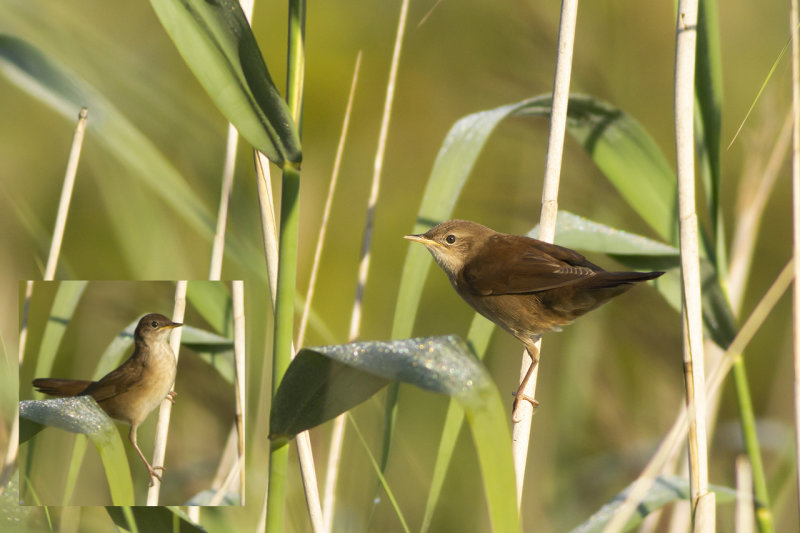 Snor / Savi's Warbler