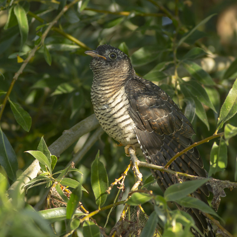 Koekoek / Common Cuckoo