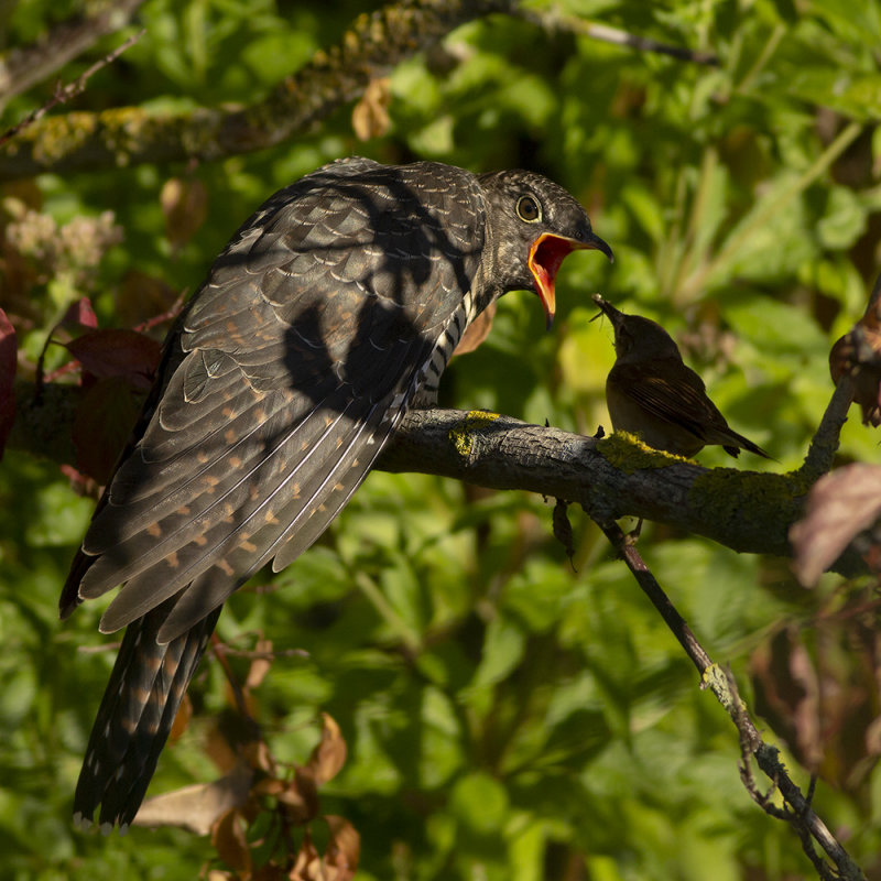 Koekoek / Common Cuckoo