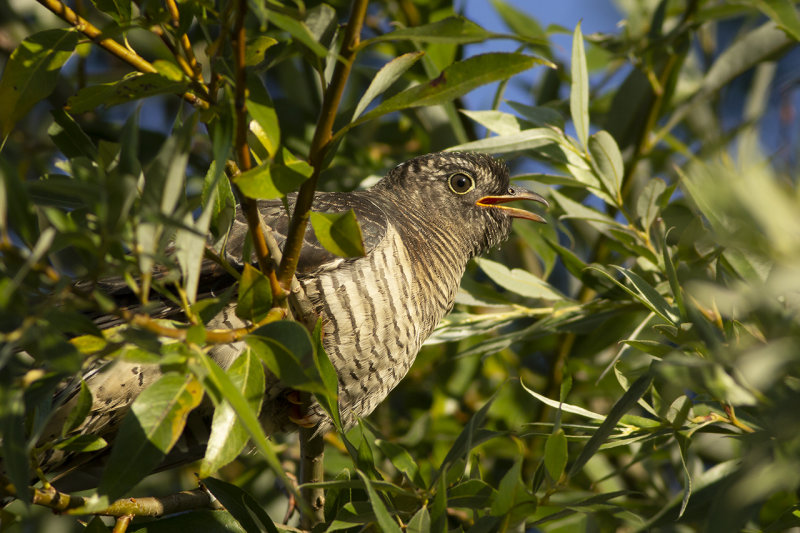 Koekoek / Common Cuckoo