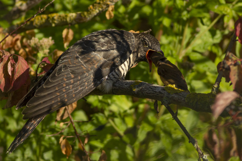 Koekoek / Common Cuckoo