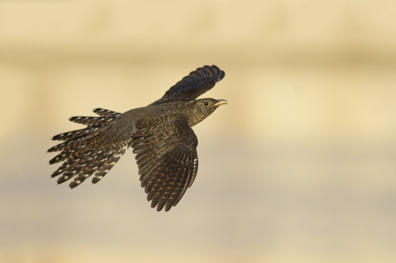 Koekoek / Common Cuckoo